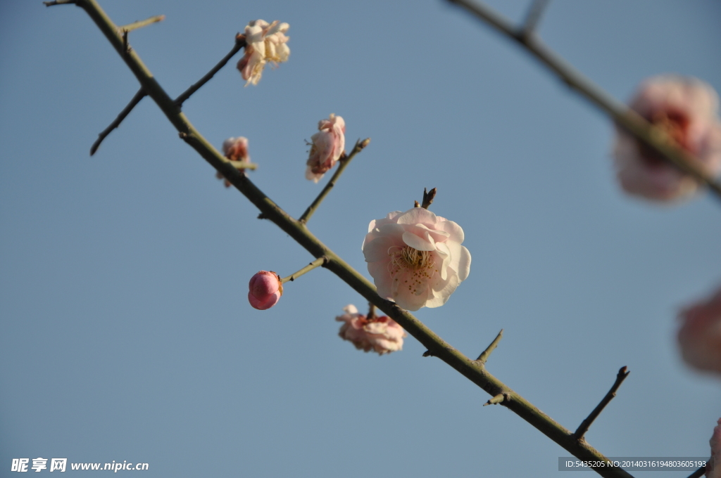 梅花 白梅