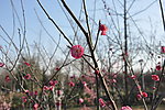 梅花 红梅