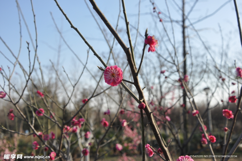 梅花 红梅
