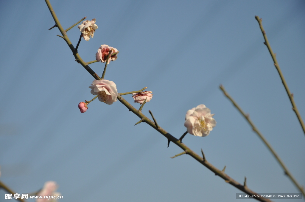 梅花 白梅