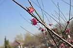 梅花 红梅