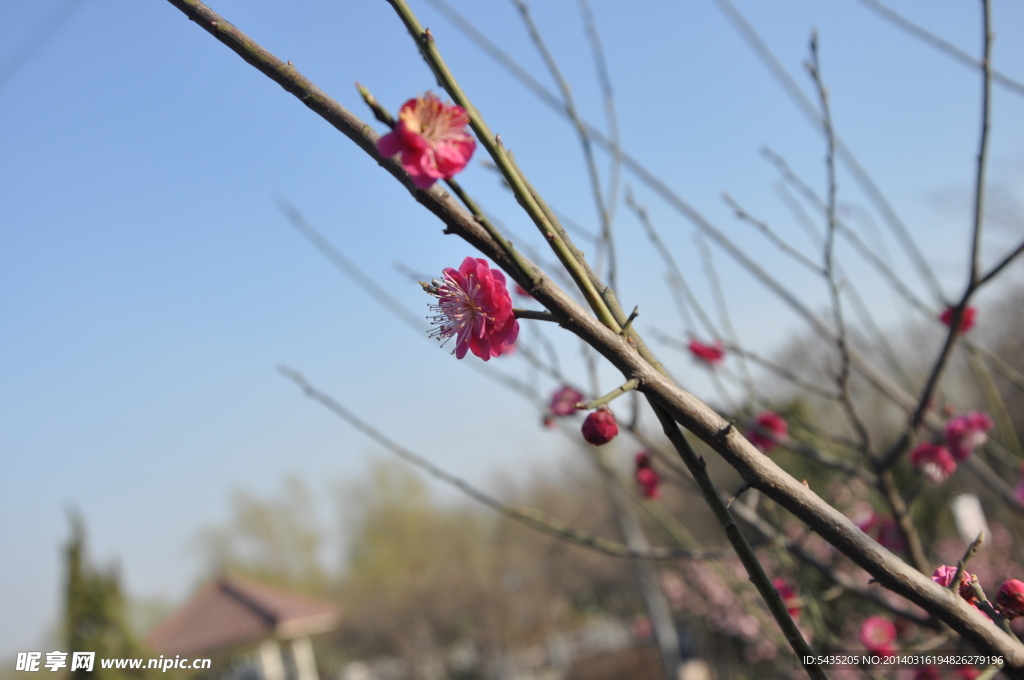 梅花 红梅