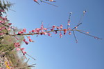 梅花 红梅