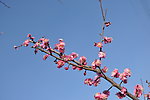 梅花 红梅