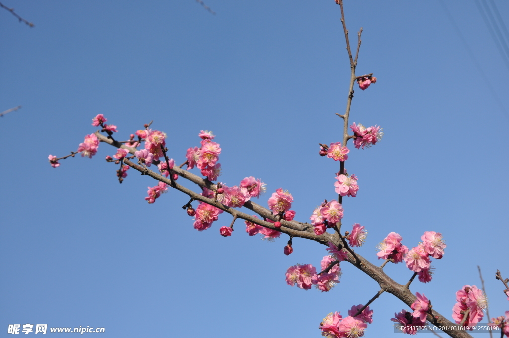 梅花 红梅