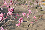 梅花 红梅