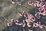 梅花 红梅