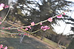 梅花 红梅