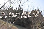 梅花 白梅