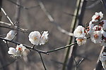 梅花 白梅