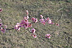 梅花 红梅