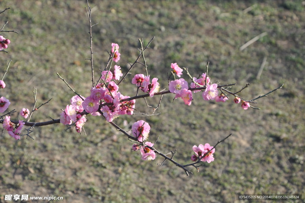 梅花 红梅