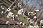 梅花 白梅