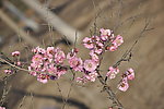 梅花 红梅