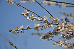 梅花 白梅