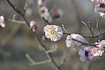 梅花 白梅