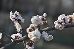 梅花 白梅