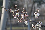 梅花 白梅