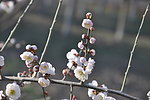 梅花 白梅