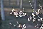 梅花 白梅
