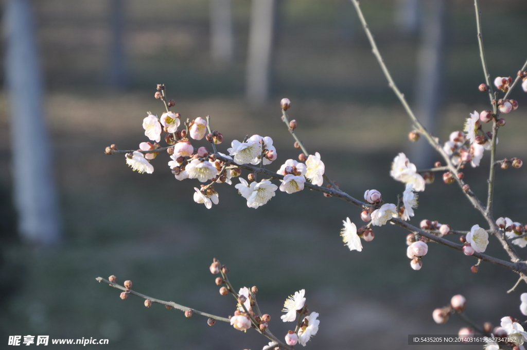 梅花 白梅