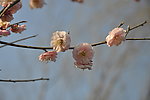 梅花 红梅