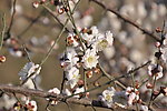 梅花 白梅