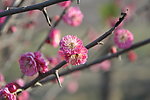 梅花 红梅
