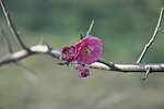 梅花 红梅