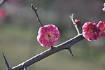 梅花 红