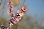 梅花 红梅