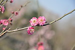 梅花 红梅