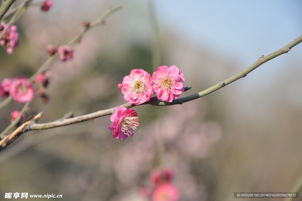 梅花 红梅