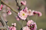 梅花 红梅