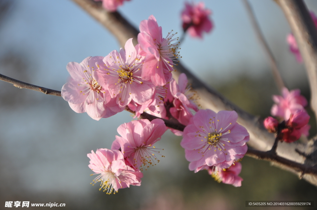 梅花 红梅