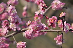 梅花 红梅