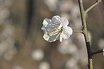 梅花 白梅