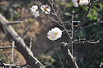 梅花 白梅