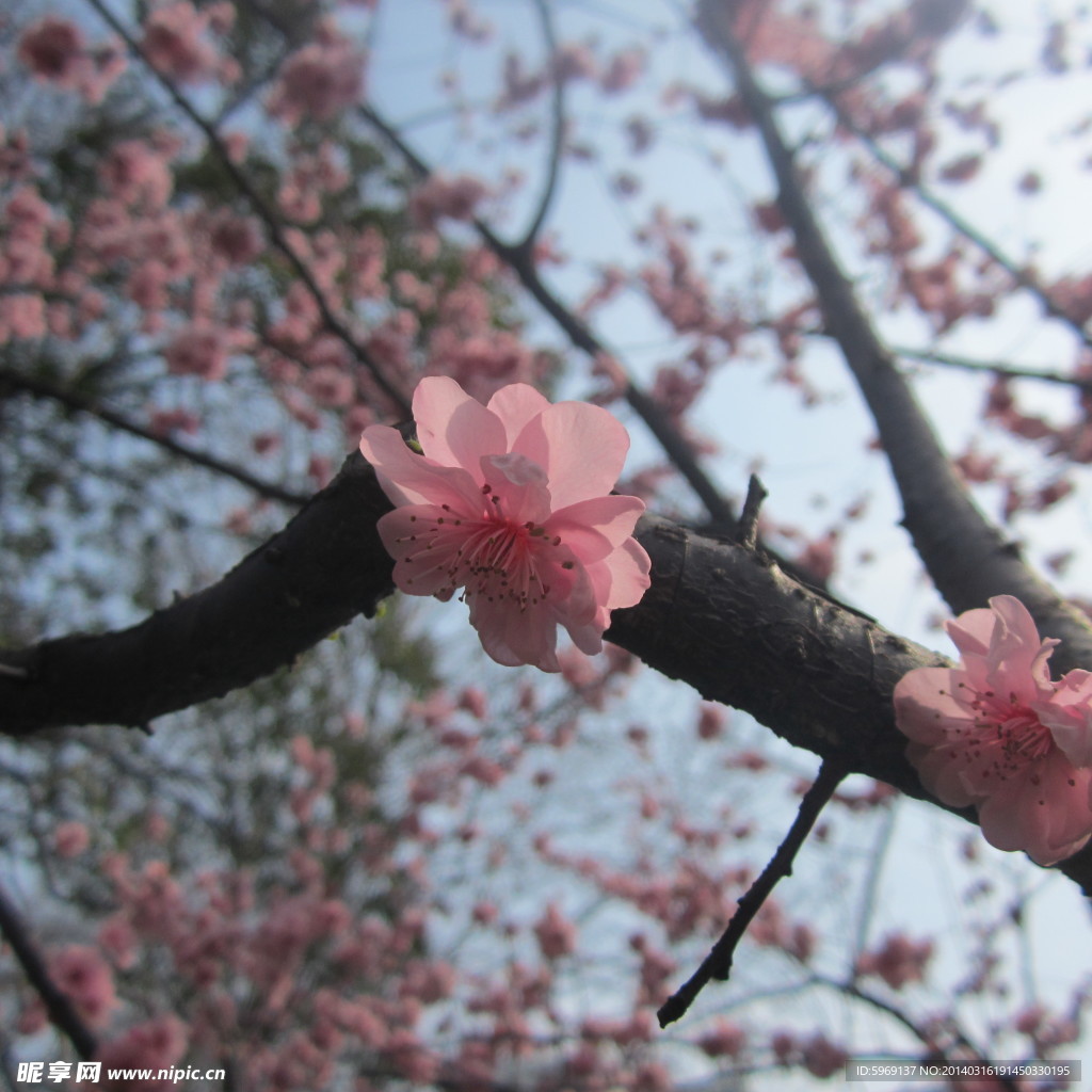 桃花鲜花
