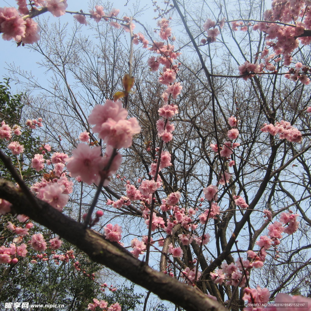 桃花鲜花