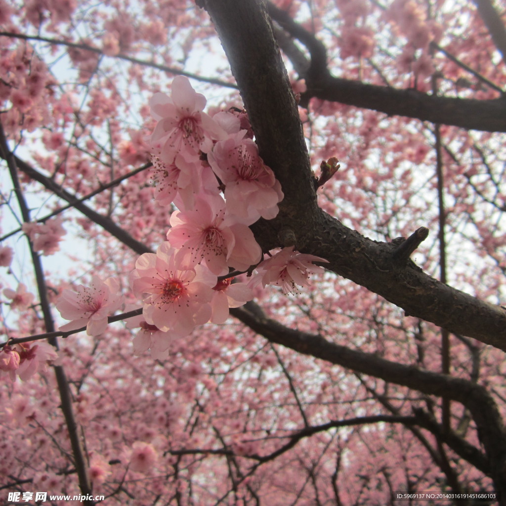 桃花鲜花