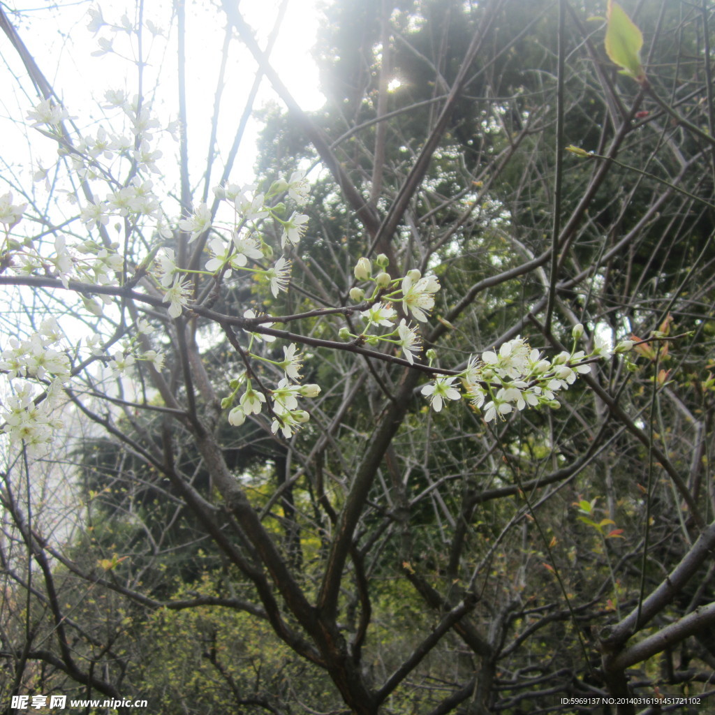 梨花鲜花
