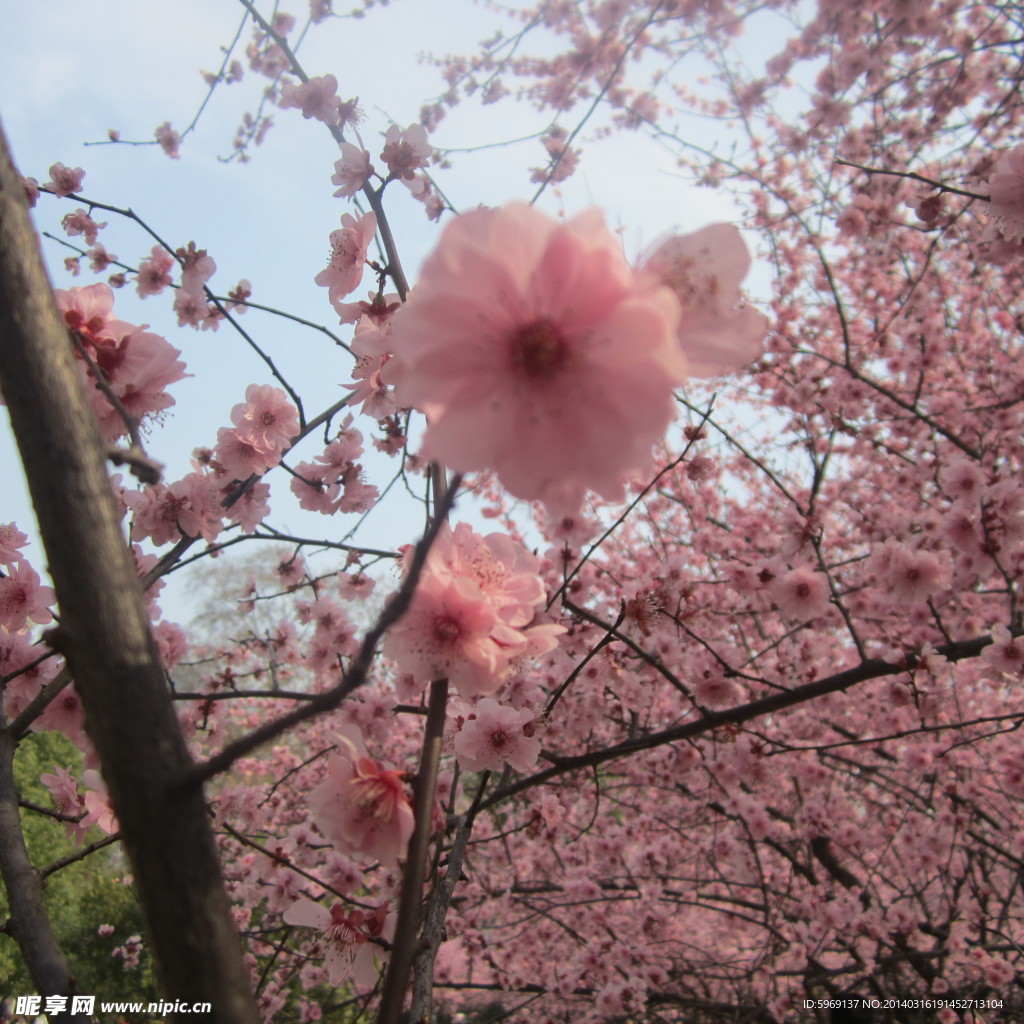 桃花鲜花