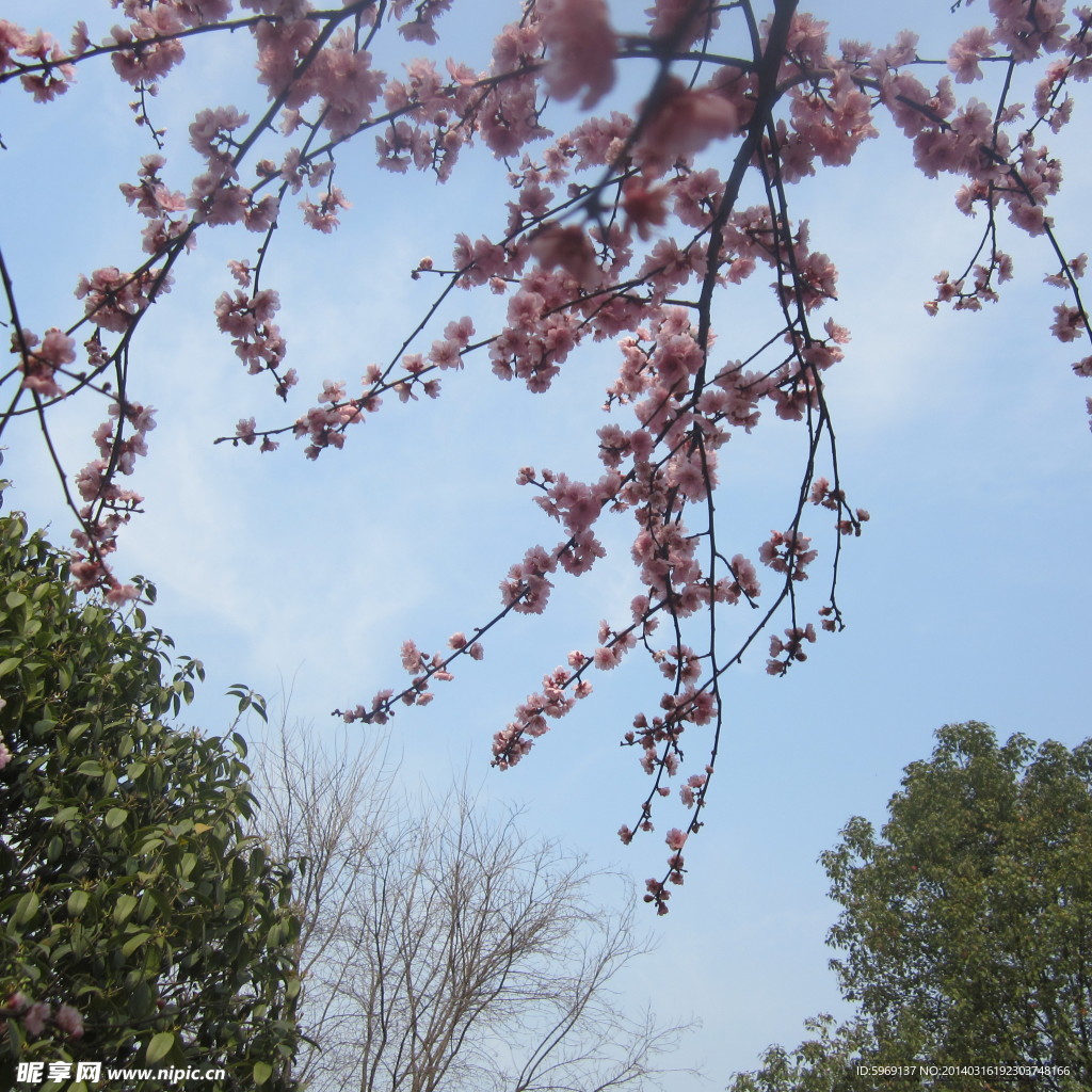 桃花鲜花