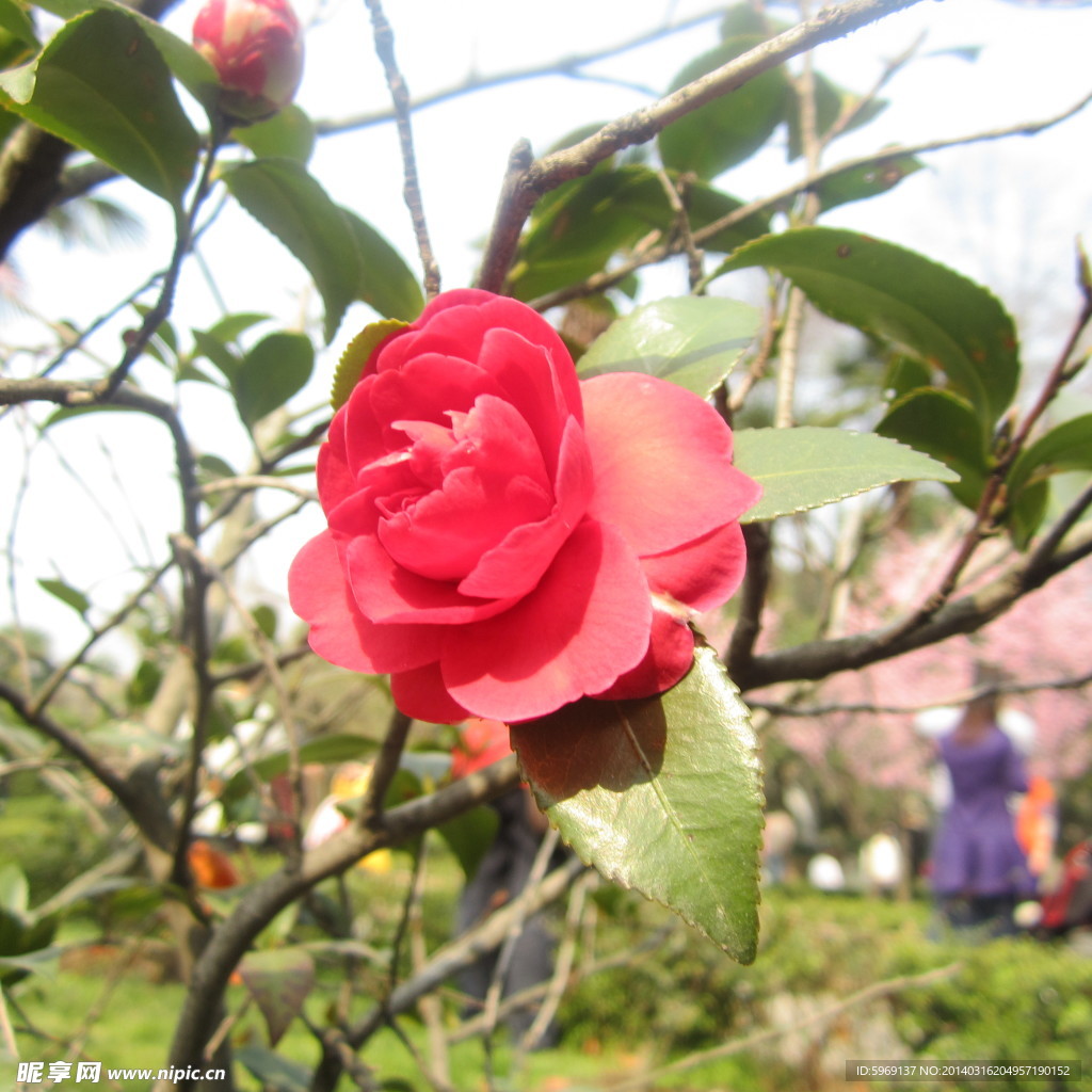 山茶花