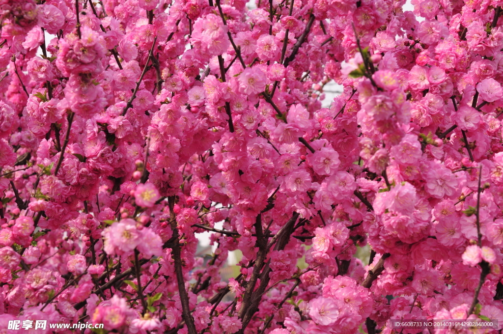 春天桃花鲜花开花