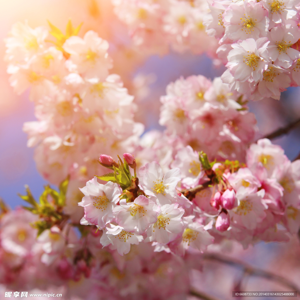 春天桃花鲜花开花