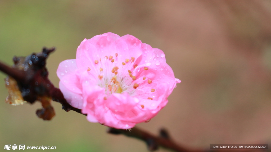 雨中的桃花