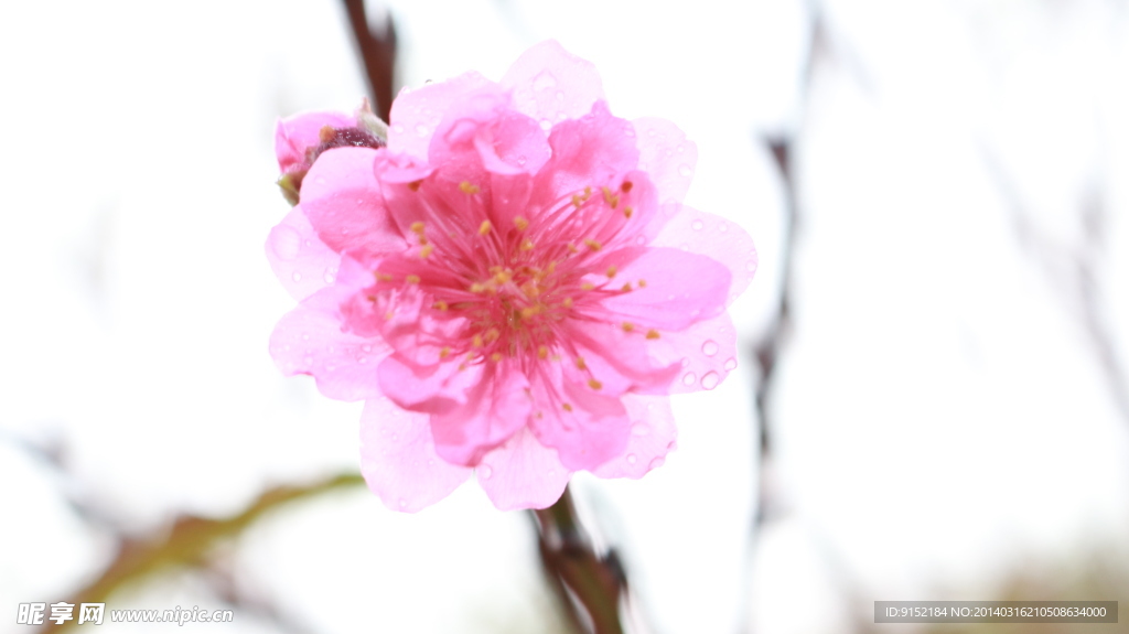 雨中的桃花