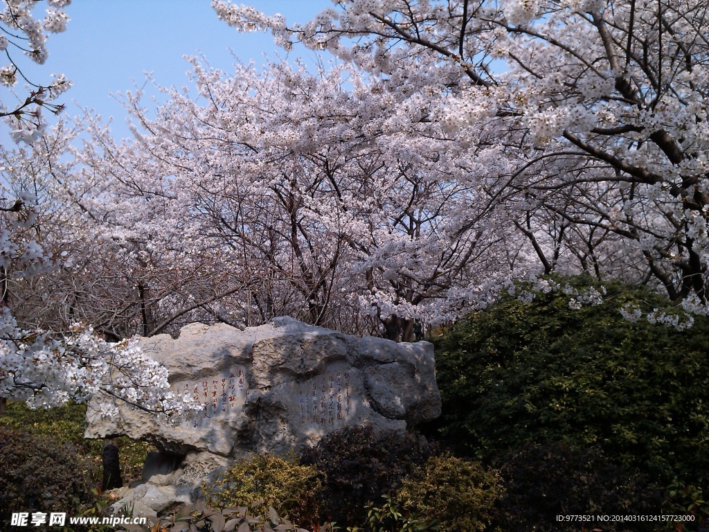 樱花